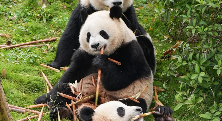 Chengdu Panda Park and Leshan Buddha Group Day Tour China &mdash; #6