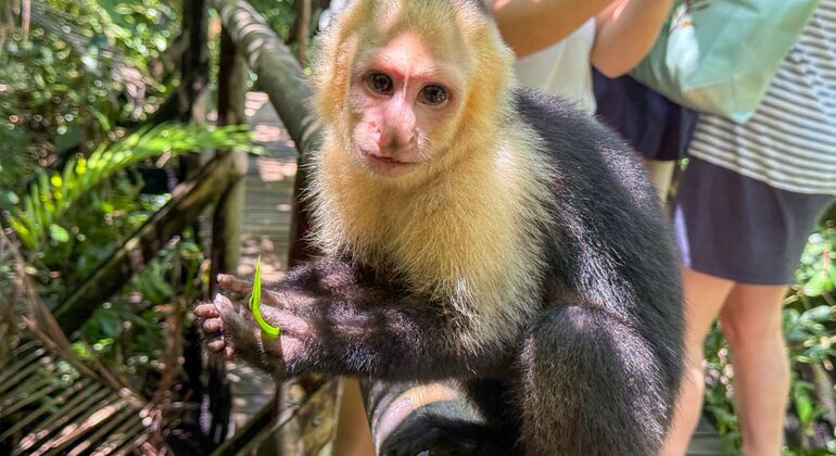 Recorrido a pie por Manuel Antonio