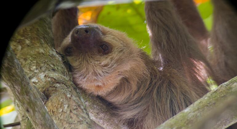 Visite guidée à pied de Manuel Antonio Costa Rica &mdash; #3