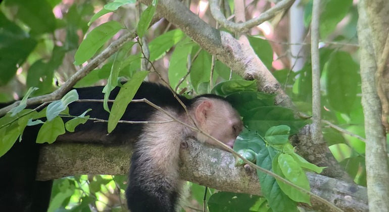 Visite guidée à pied de Manuel Antonio Costa Rica &mdash; #8