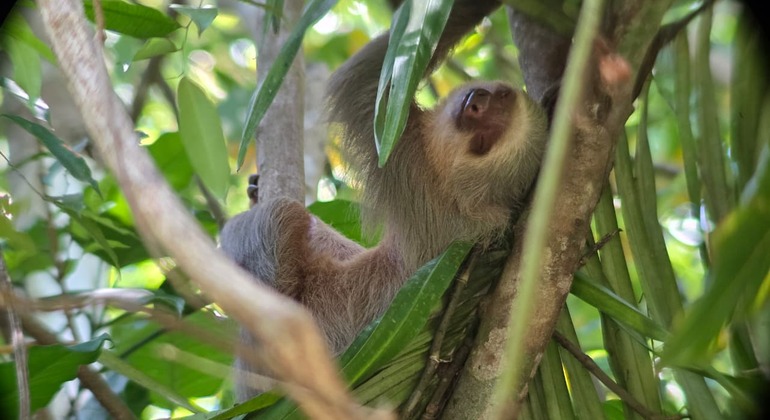 Visite guidée à pied de Manuel Antonio Costa Rica &mdash; #11