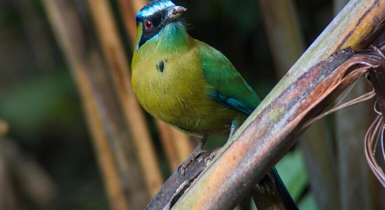 Visite guidée à pied de Manuel Antonio Costa Rica &mdash; #15