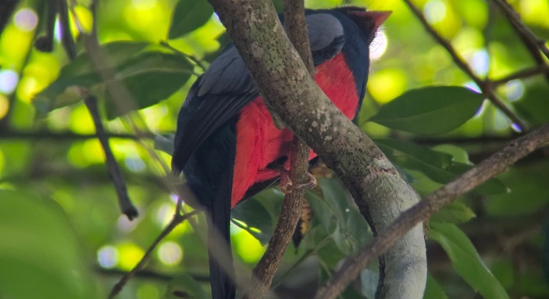 Visite guidée à pied de Manuel Antonio Costa Rica &mdash; #17