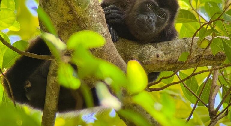 Visite guidée à pied de Manuel Antonio Costa Rica &mdash; #12