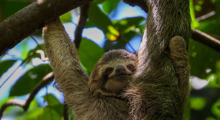 Visite guidée à pied de Manuel Antonio Costa Rica &mdash; #6