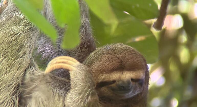 Visite guidée à pied de Manuel Antonio Costa Rica &mdash; #20