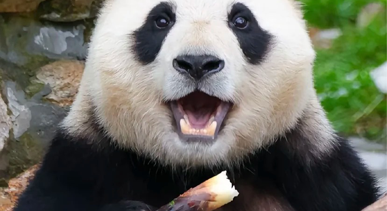 Visita de medio día a la base del panda de Chengdu Operado por Chinavoya