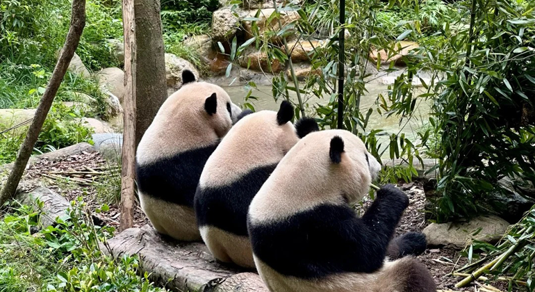 Visita de medio día a la base del panda de Chengdu China &mdash; #2