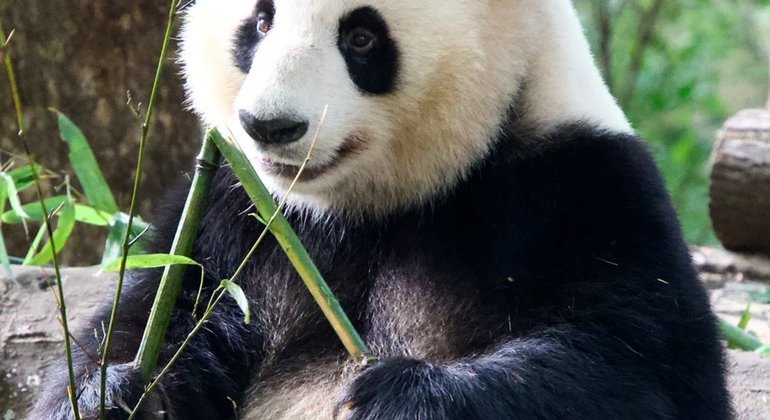 Visita de medio día a la base del panda de Chengdu China &mdash; #10