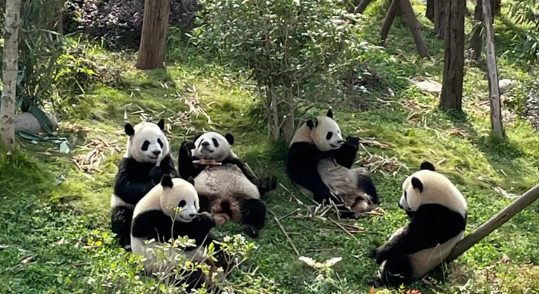 Visita de medio día a la base del panda de Chengdu China &mdash; #11
