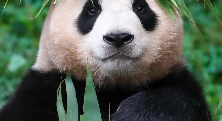 Visita de medio día a la base del panda de Chengdu China &mdash; #12