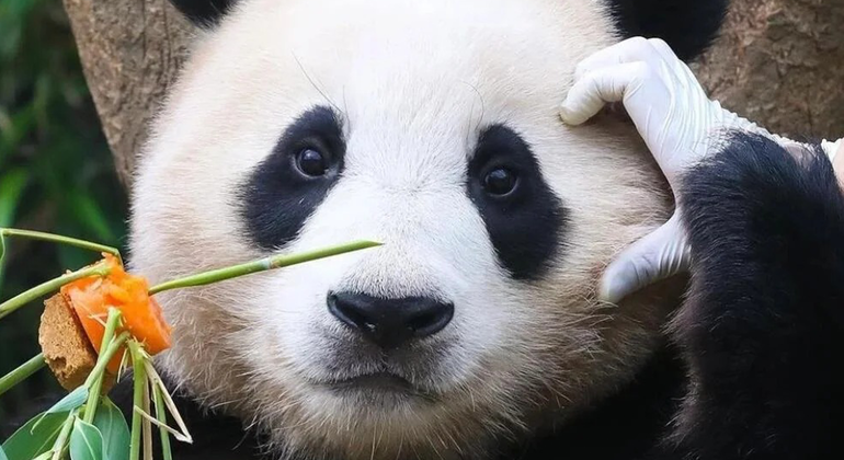 Visita de medio día a la base del panda de Chengdu China &mdash; #13
