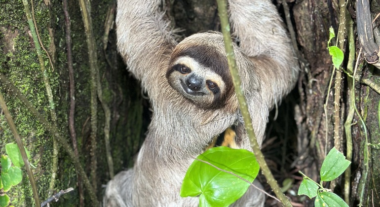 Manuel Antonio National Park Free Tour Provided by Augner Gonzalez Lacayo