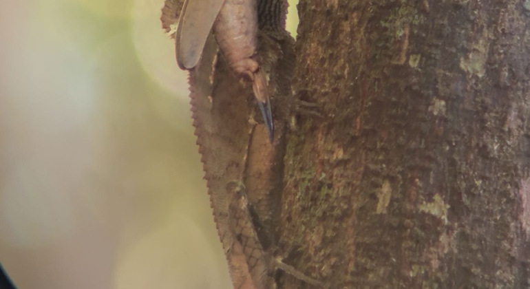 hike-see-animals-take-pictures-learn-about-manuel-antonio-en-2