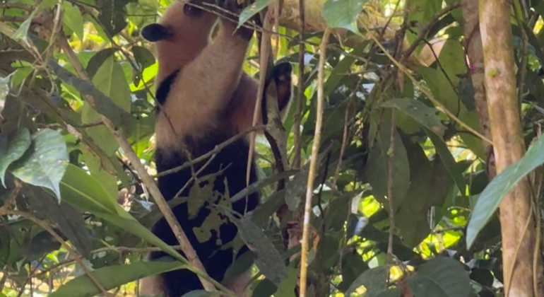 hike-see-animals-take-pictures-learn-about-manuel-antonio-en-3