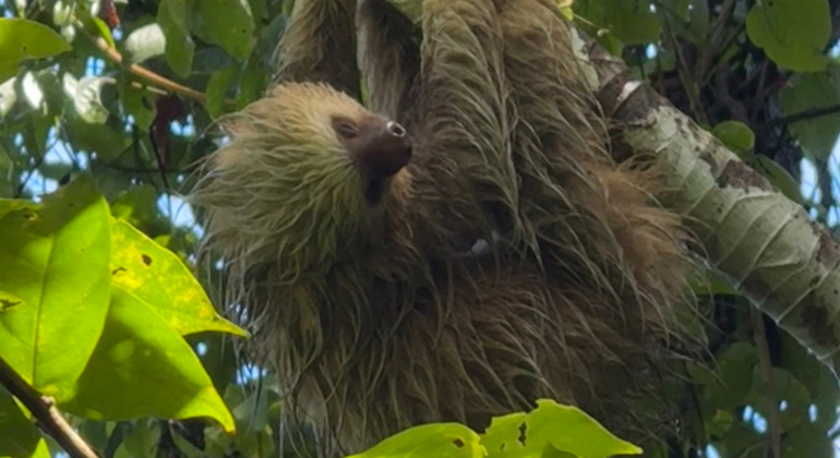 hike-see-animals-take-pictures-learn-about-manuel-antonio-en-4