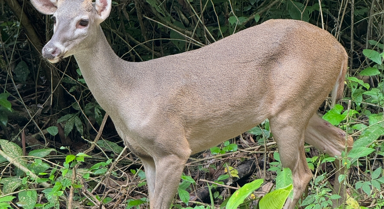 hike-see-animals-take-pictures-learn-about-manuel-antonio-en-5