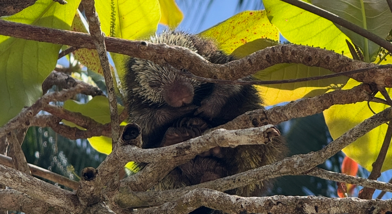 hike-see-animals-take-pictures-learn-about-manuel-antonio-en-8