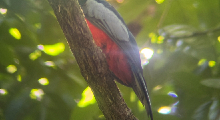 hike-see-animals-take-pictures-learn-about-manuel-antonio-en-9