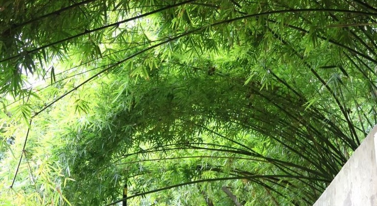 Hangabwärts Kostenlose Tour durch Chongqing China — #5