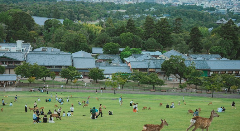Discover Nara’s History and Osaka’s Vibrance, Japan