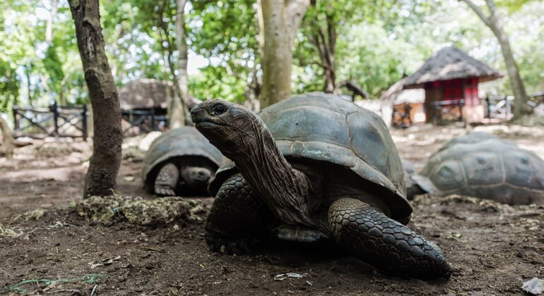 Zanzibar: Gita di un giorno a Stone Town, Tour delle spezie, Isola della prigione Tanzania &mdash; #5