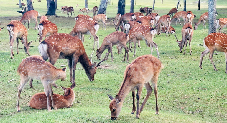 Descoberta cultural de Nara: Cervos sagrados, Budas gigantes e tradições ocultas, Japan