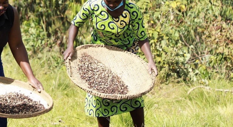 Tour histórico e tradicional do café em Kigali com um guia local Organizado por Sandra Marlyn 
