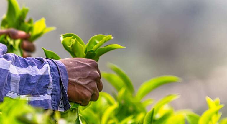 tuktuk-nuwaraeliya-teafactory-waterfalls-tour-es-6
