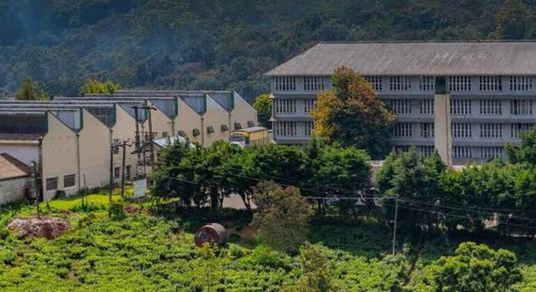 tuktuk-nuwaraeliya-teafactory-waterfalls-tour-es-7