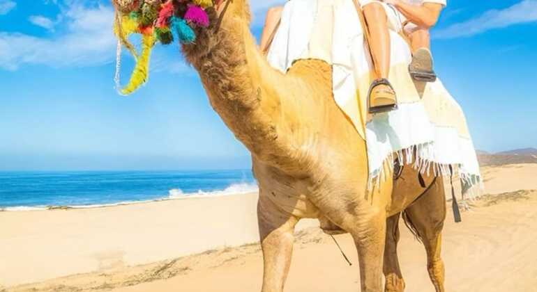 Visita panorâmica de Tânger com passeio de camelo Marrocos &mdash; #6