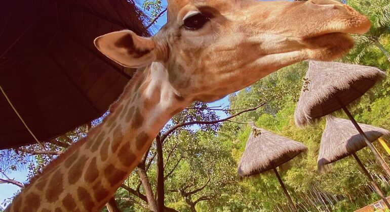 Tour di un giorno del Parco Safari Chimelong a Guangzhou Fornito da Guangzhou Zhiwoyou Travel Agency