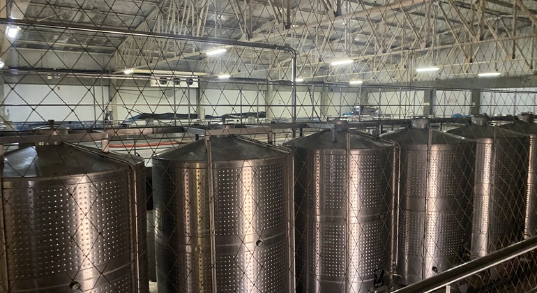 Visita en Tuk Tuk el viñedo de TACAMA el mas antiguo de suramerica Perú — #15