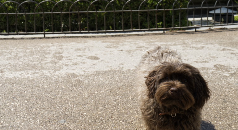 El Retiro Madrid: Secrets, Legends & Small Group Tour Spain &mdash; #7