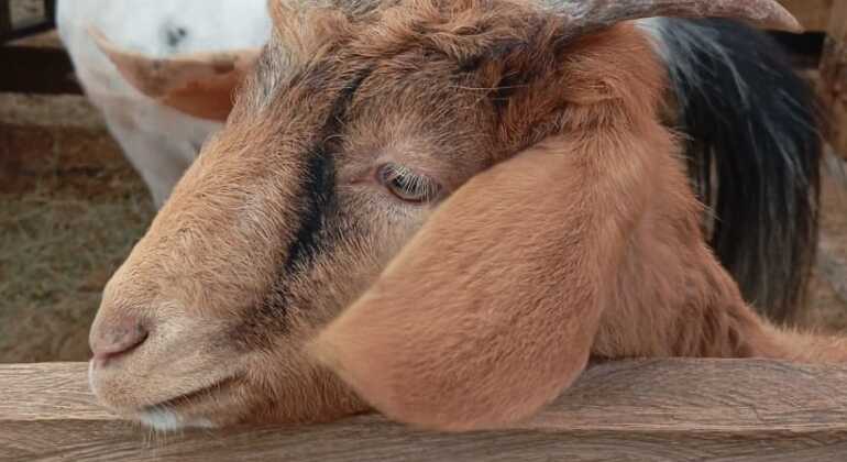 Guatapé and El Peñón Adventure - Reduced Group from Medellín Colombia &mdash; #2