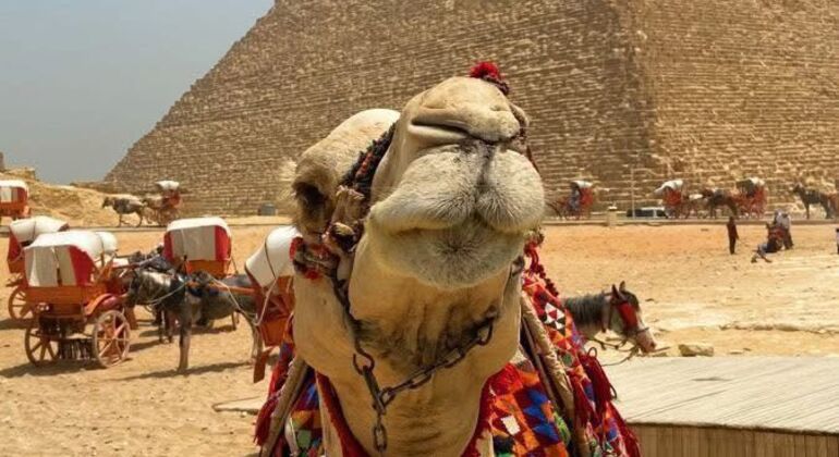 Hurghada zum Großen Ägyptischen Museum und den Pyramiden von Gizeh mit Mittagessen und Führer Ägypten — #28