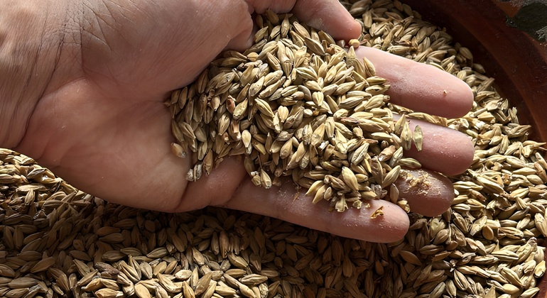 FreeTour: Bruges e os seus segredos cervejeiros Bélgica — #5