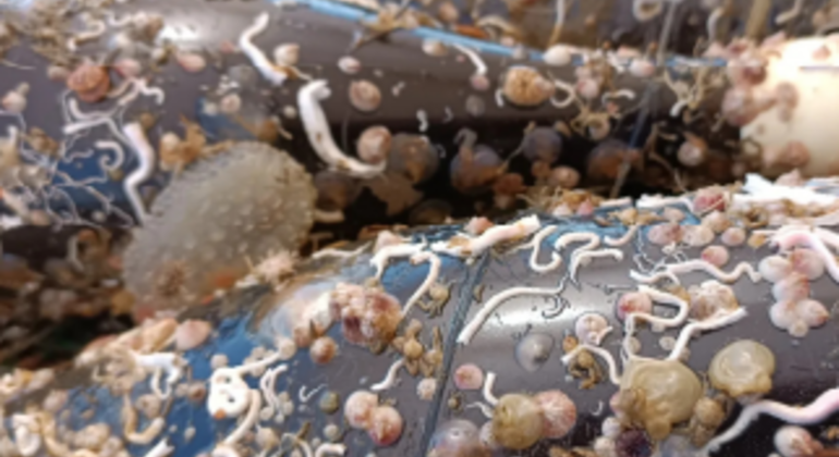 Weinverkostung von unter Wasser gereiften Weinen Spanien &mdash; #2