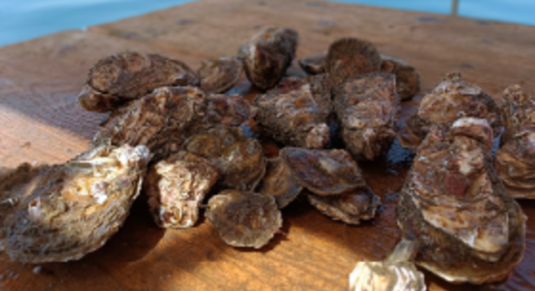 boat-trip-wine-tasting-of-wines-matured-underwater-en-1