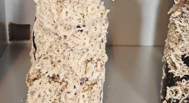 boat-trip-wine-tasting-of-wines-matured-underwater-en-5