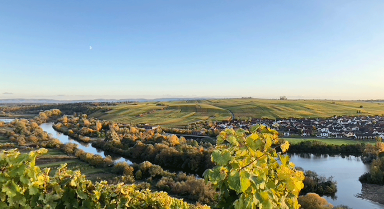 Autumn wine hike from Volkach to the terroir near Vogelsburg, Germany