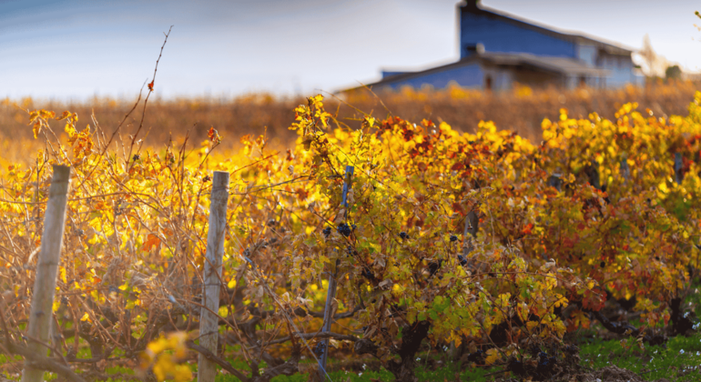 half-day-private-tour-with-a-local-en-5