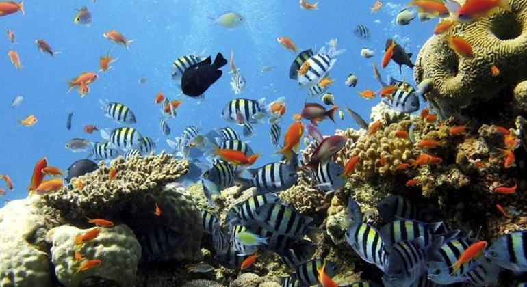 Tour Sharm Snorkeling Day trip from Hurghada with Lunch Egypt — #6