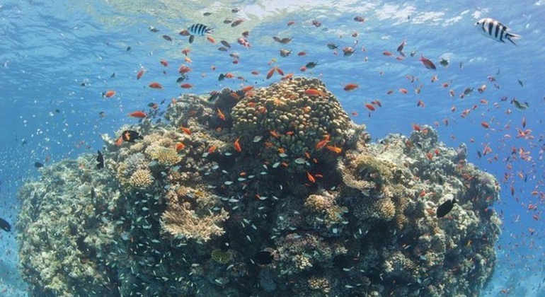 Tour Sharm Snorkeling Day trip from Hurghada with Lunch Egypt — #7