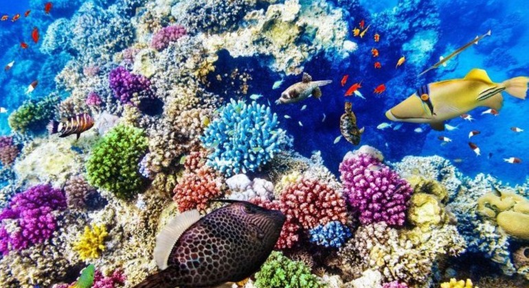 Tour Sharm Snorkeling Day trip from Hurghada with Lunch Egypt — #9