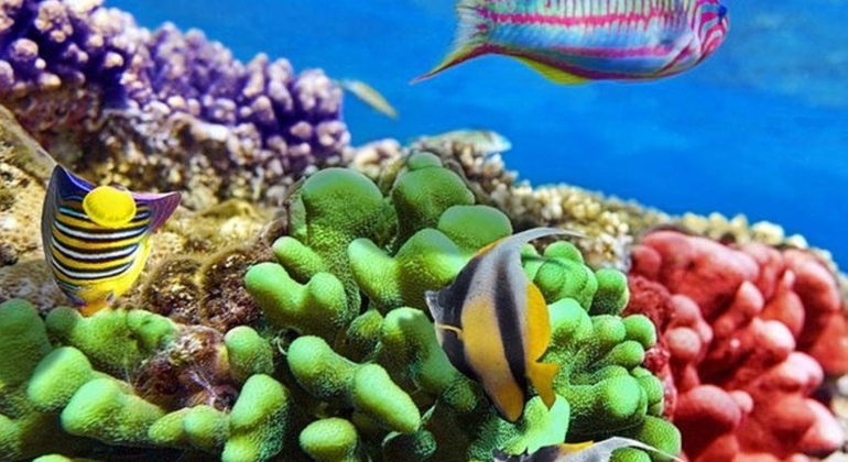 Tour Sharm Snorkeling Day trip from Hurghada with Lunch Egypt — #10