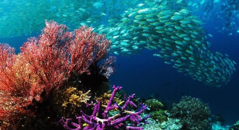 Tour Sharm Snorkeling Day trip from Hurghada with Lunch Egypt — #11