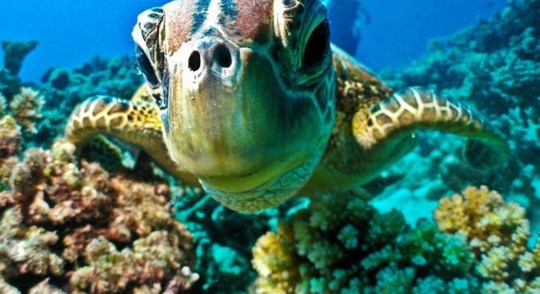 Tour Sharm Snorkeling Day trip from Hurghada with Lunch Egypt — #12