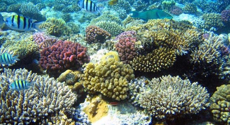 Tour Sharm Snorkeling Day trip from Hurghada with Lunch Egypt — #13