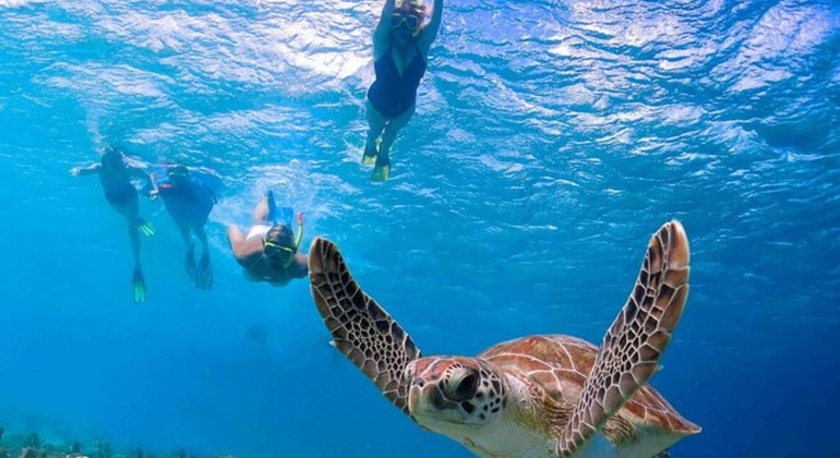 Tour Sharm Snorkeling Day trip from Hurghada with Lunch Egypt — #14